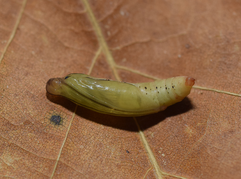 Una falena molto comune: Rhodometra sacraria, Geometridae